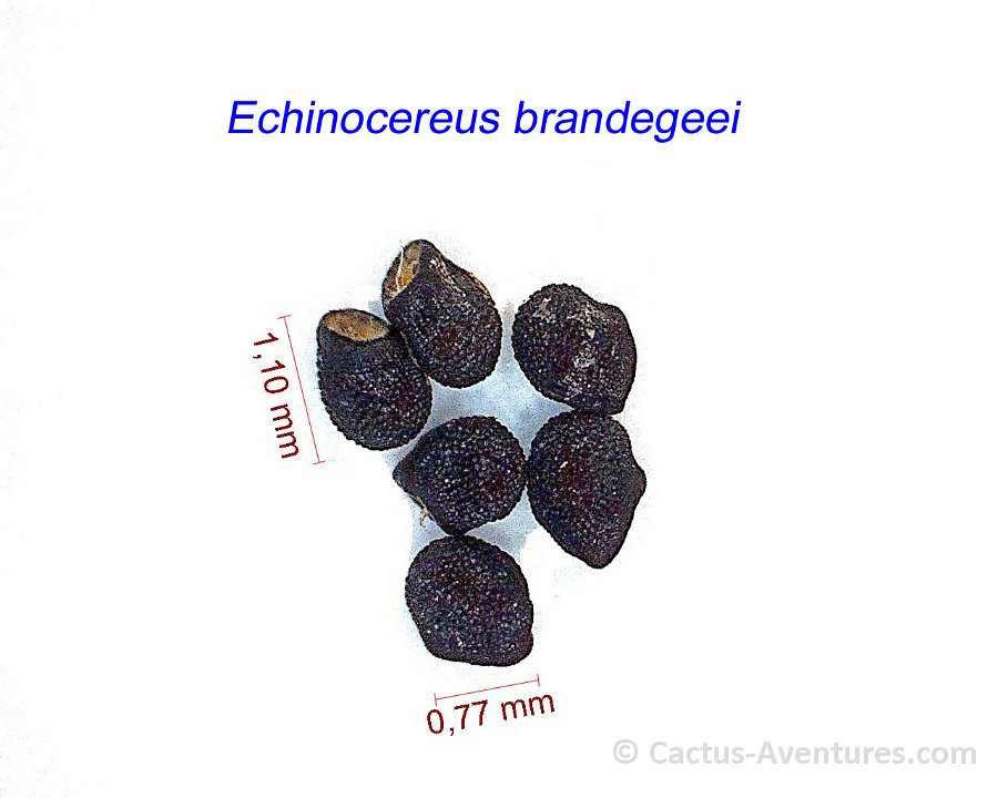 Echinocereus brandegeei